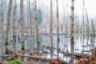 Lake created by beaver frass with dead trees in the fog