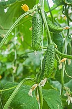 Cucumbers on plants close-up