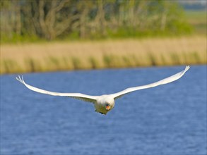 Mute swan