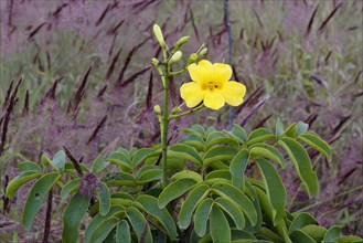 Adenocalymma pedunculatum flower