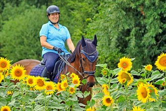 Rider with warmblood in a field of sunflowers