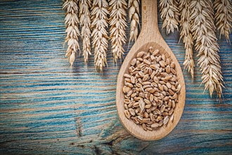Assortment of golden wheat rye ears grains wooden spoon on wood board