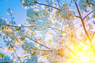 Flowers of blossoming cherry tree on sunrise floral background instagram style