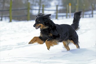 Hovawart running in the snow