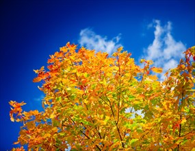 Colored autumn tree