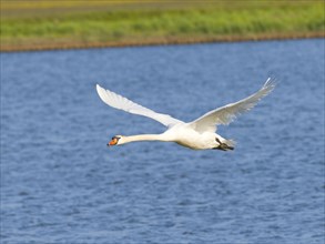 Mute swan