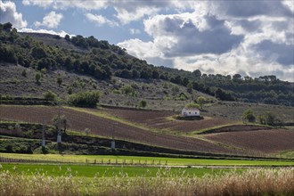 Vineyard in spring in the Ribera del Duero appellation area in the province of Valladolid in Spain