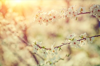 Blossoming cherry branches on a blurred background