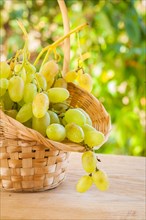 Fresh white grapes in a wicker basket on a wooden table in the vineyard