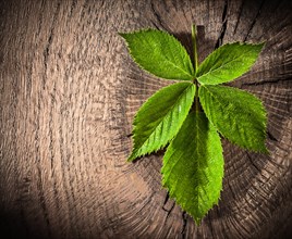 Green leaf on vintage wooden surface