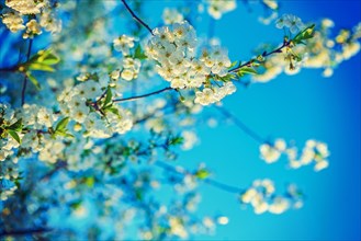 Blossom of cherry on background of beautiful blue sky instagram style