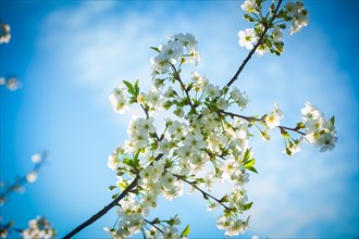Blossoming branch of a cherry tree against the background of the sky