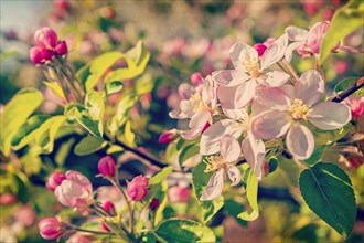 Floral background blossoming apple tree instagram style
