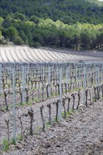 Vineyard in spring in the Ribera del Duero appellation area in the province of Valladolid in Spain