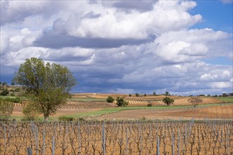 Landscape with vineyards in spring in the designation of origin area of Ribera del Duero wines in Spain