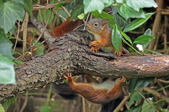 Eurasian red squirrel