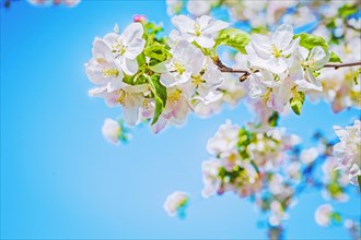 View on blossoming apple tree with bright blue sky instagram style