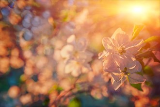 Small branch of blossoming apple tree flowers on blurred background with sun
