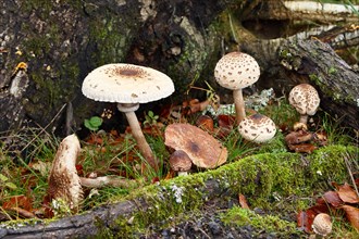Several parasol mushrooms