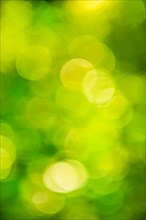 Artistic background. green bokeh of blurred leaves with sun reflection