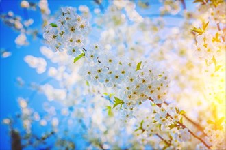 Single branch of cherry tree with white flowers floral background instagram style