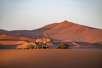 Oryx antelope wandering through the desert