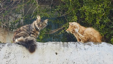 Two cats on wall