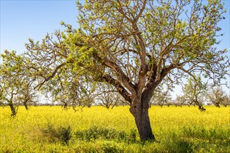 Horizontal shot of an almond tree in a meadow full of yellow flowers against a cloudless blue sky in majorca