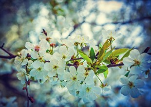 Flowers on branch of blossoming cherry tree instagram style