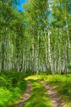 A road in the birch forest