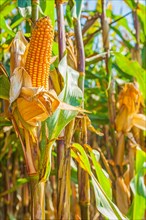 Corn cob on plant and blurred background