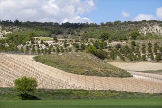 Vineyard in spring in the Ribera del Duero appellation area in the province of Valladolid in Spain