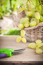 Green grape in bsket and garden secateurs