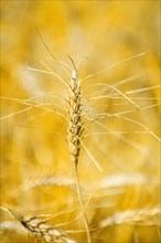 A plant made from wheat macro