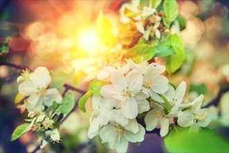 Close up view on blossomong branch of apple tree on blurred background and translucent sun instagram style