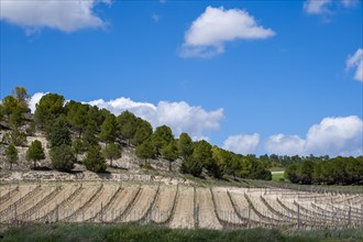 Vineyard in spring in the Ribera del Duero appellation area in the province of Valladolid in Spain