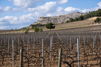 Vineyard in spring in the Ribera del Duero appellation area in the province of Valladolid in Spain