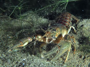 Crayfish