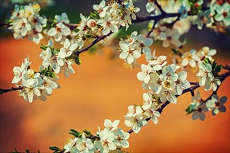 Blossom of cherry on blurreed colored background instagram stile