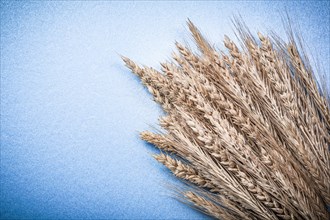 Heap of golden rye wheat ears on blue background