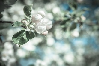 Apple tree blossoms on a blurred background