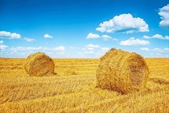 Straw bales on a harvested field in summer