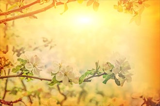 Beautiful solitude branch of blossoming apple tree on blurred sunny misty background in spring at sunrise