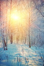 Beautiful sunrise in winter birch forest instagram style