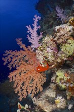 Pink and orange Hemprich's tree coral