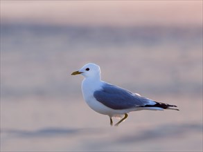 Common gull
