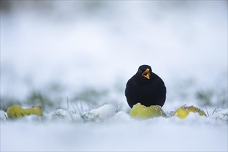 Common blackbird