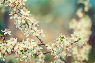 Floral background big branch of blossoming cherry tree with white flowers instagram style
