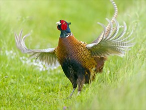 Hunting pheasant