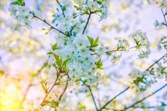 Composition of blossoming branches cherry tree on blurred sky background instagram style